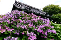 寺町の紫陽花