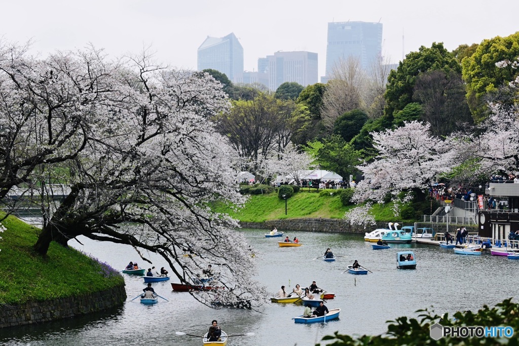 桜雨