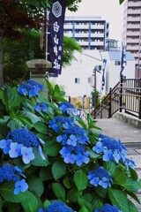 紫陽花祭り②