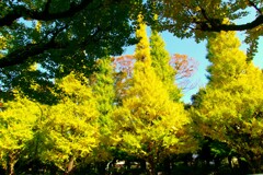 degital・銀杏並木①