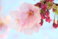 三番手の桜②