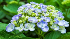 梅雨の彩り(ウスアジサイ)