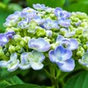 梅雨の彩り(ウスアジサイ)