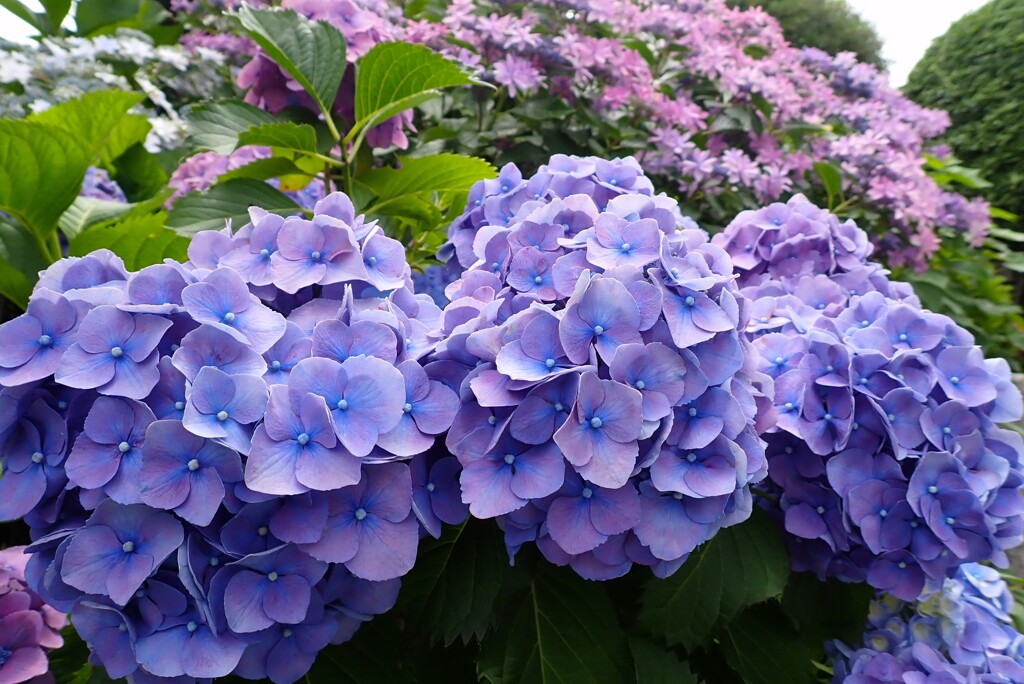 初夏の彩り「高貴」