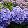 初夏の彩り「高貴」