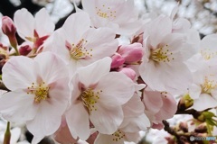 桜週間