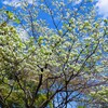 花水木