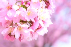 Cherry blossoms③