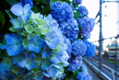 飛鳥の小径(紫陽花ロード)③