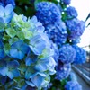 飛鳥の小径(紫陽花ロード)③
