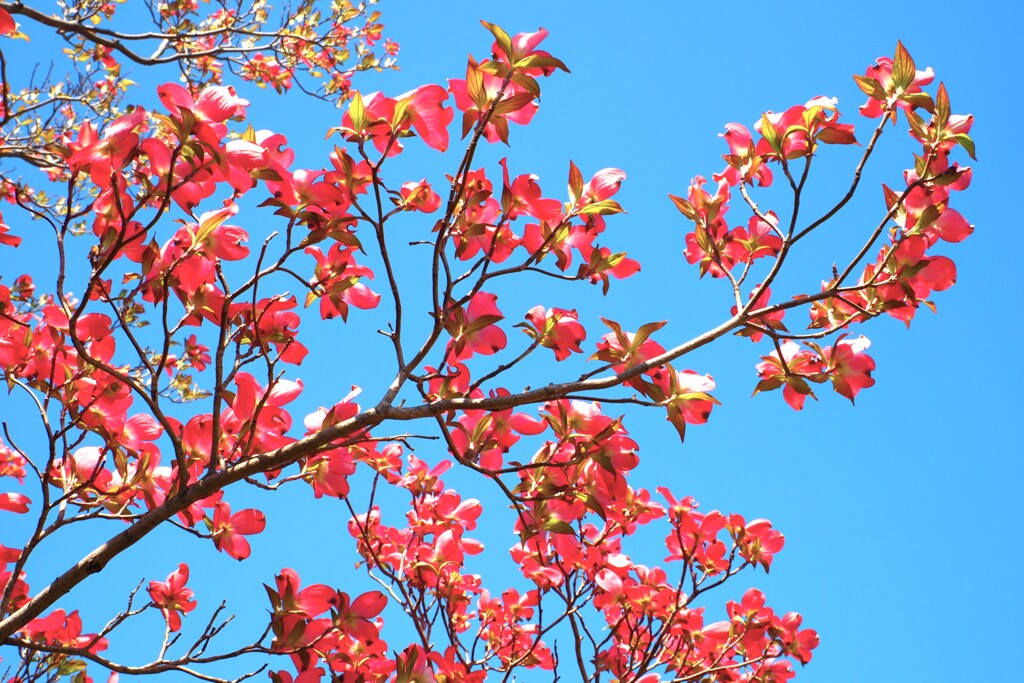 花水木