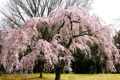 紅枝垂れ桜