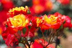 春薔薇②(チャールストン)