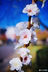 連なる冬桜