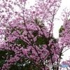 陽光桜　満開(^_−)−☆