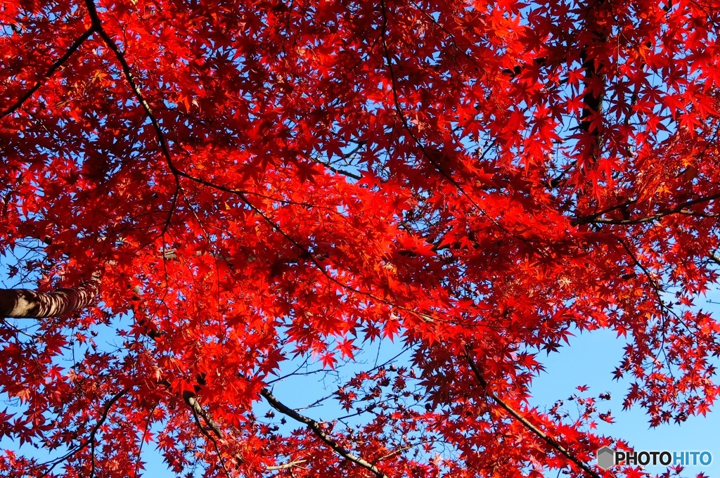 紅の天井