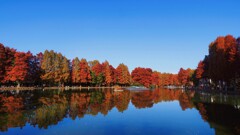 映りこむ逆さ紅葉①