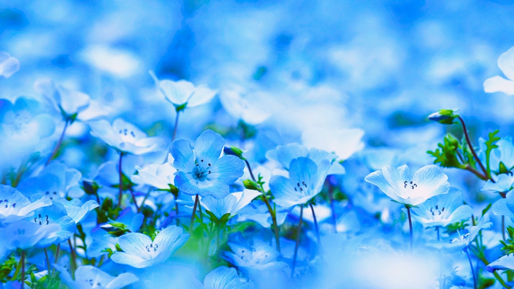 Nemophila Insignis blue②