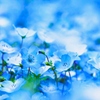 Nemophila Insignis blue②