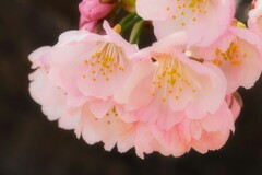 心の美
