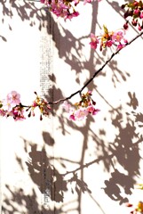 春麗らか