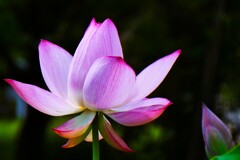 二千年蓮③