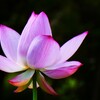 二千年蓮③