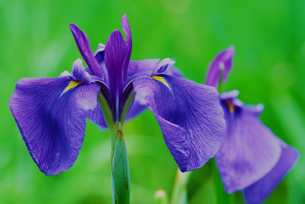 花菖蒲(浦安の舞②)