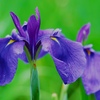 花菖蒲(浦安の舞②)