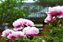 春牡丹