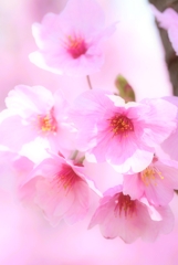 Cherry blossoms②