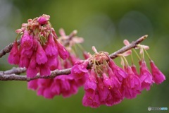 「あでやかな美人」〜寒緋桜①