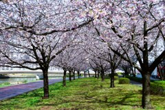 桜並木①