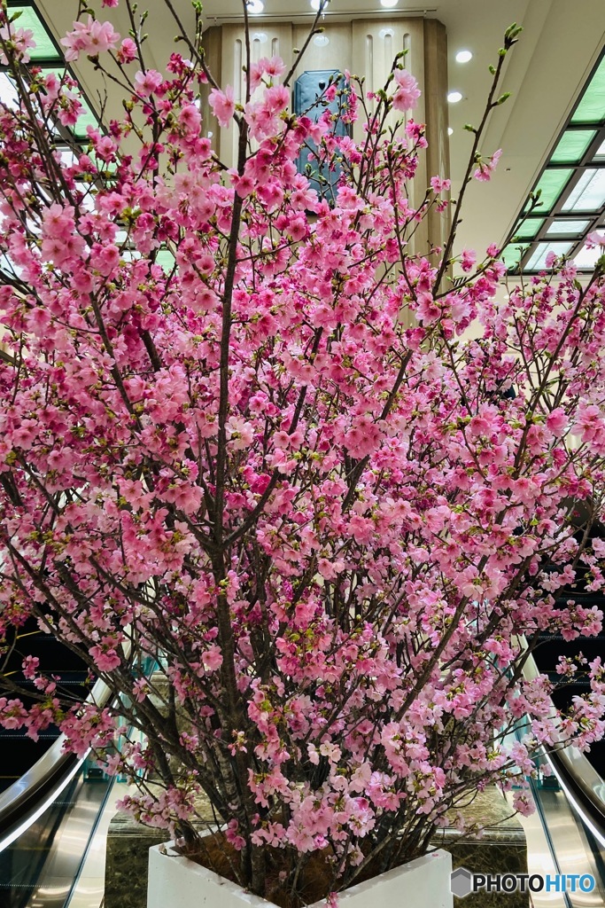 陽光桜