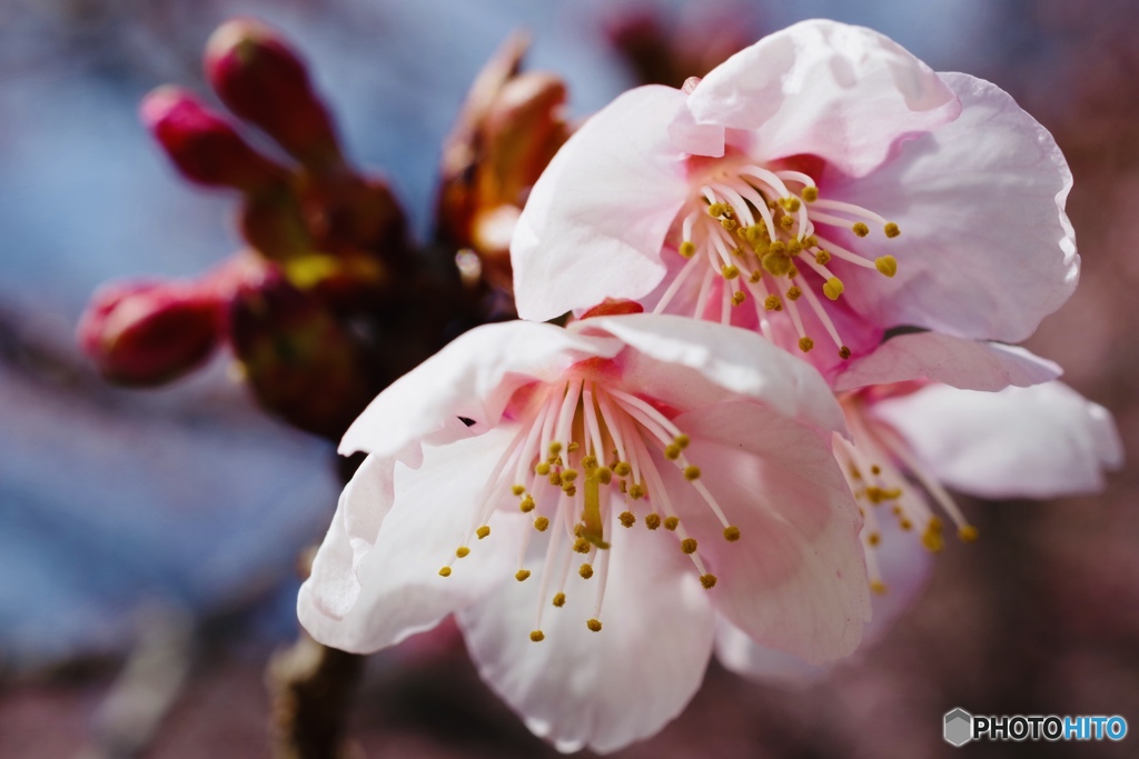 「貴方に微笑む」② 寒桜