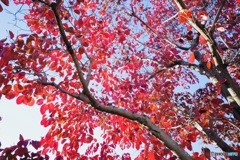花水木紅葉