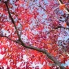花水木紅葉