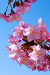 春爛漫③
