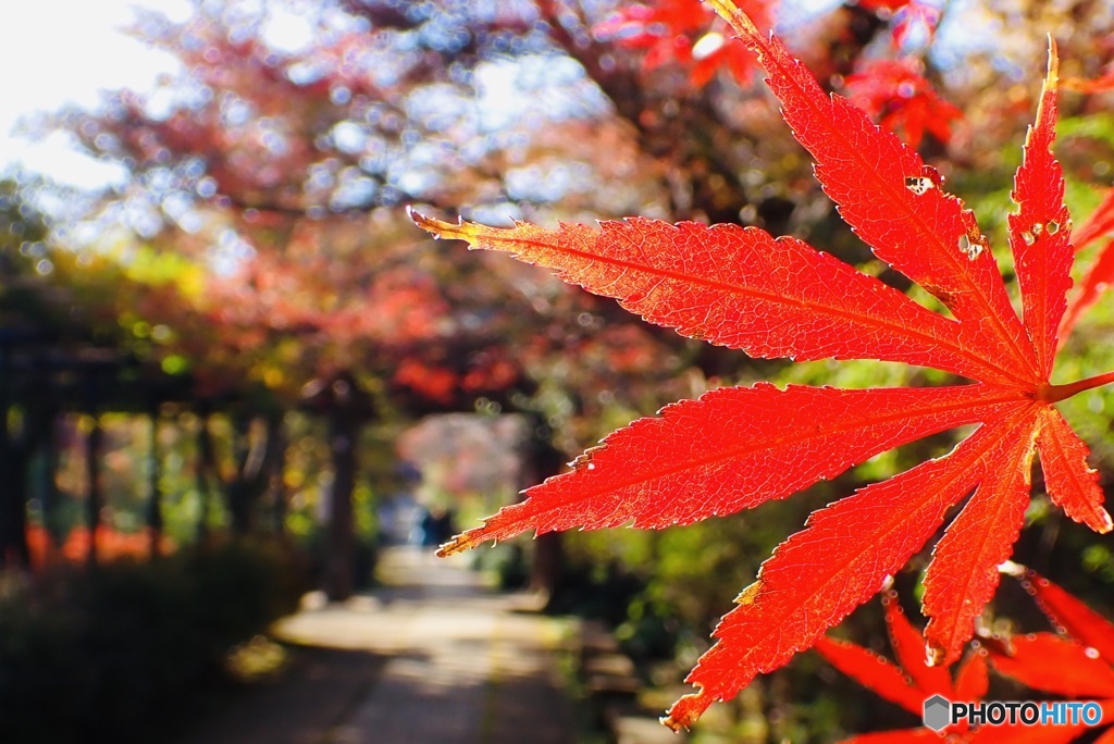 紅一葉