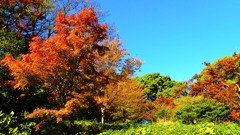 秋の庭園② 秋の庭園②