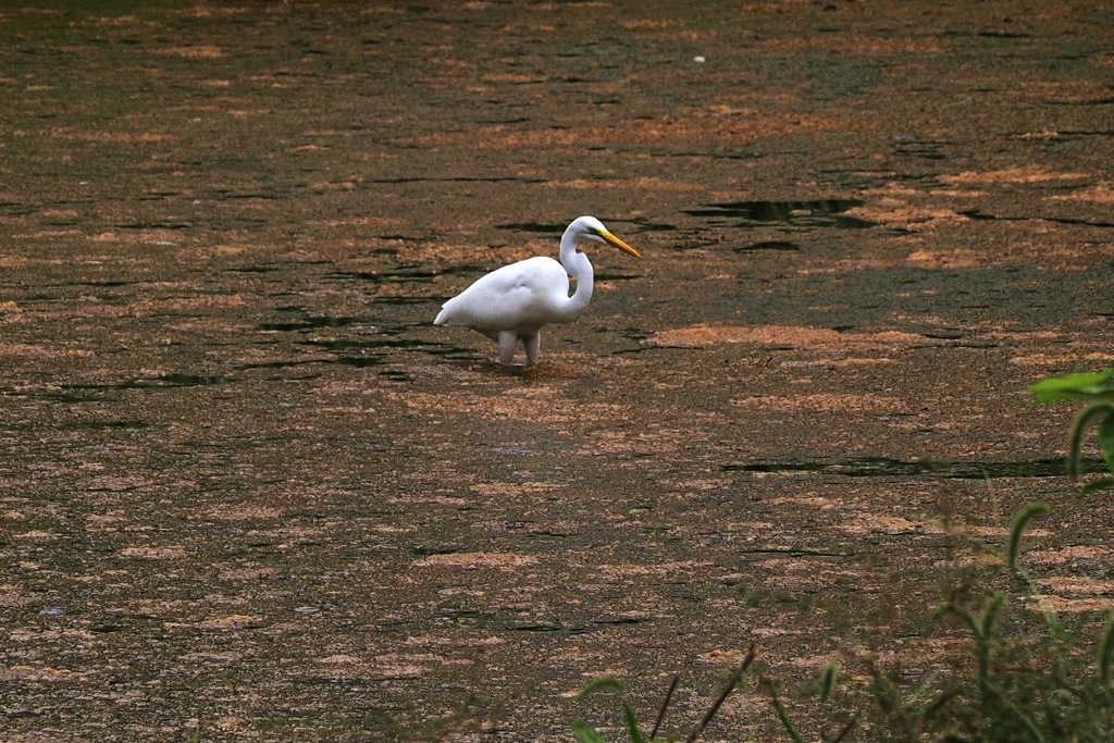 捕食者