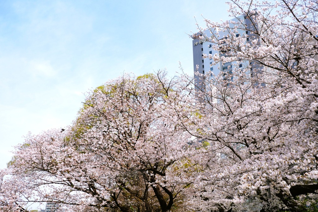 外濠の桜並木②