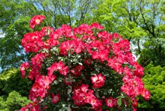 春薔薇(カクテル)②