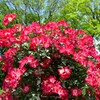 春薔薇(カクテル)②