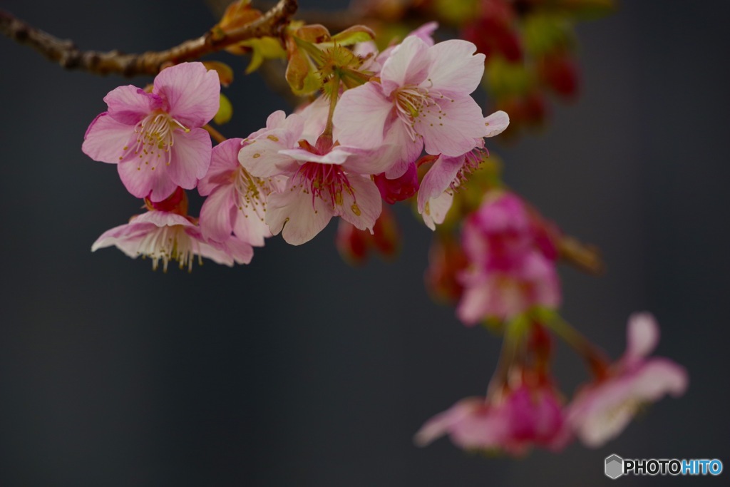 「思いを託す」〜河津桜