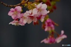 「思いを託す」〜河津桜