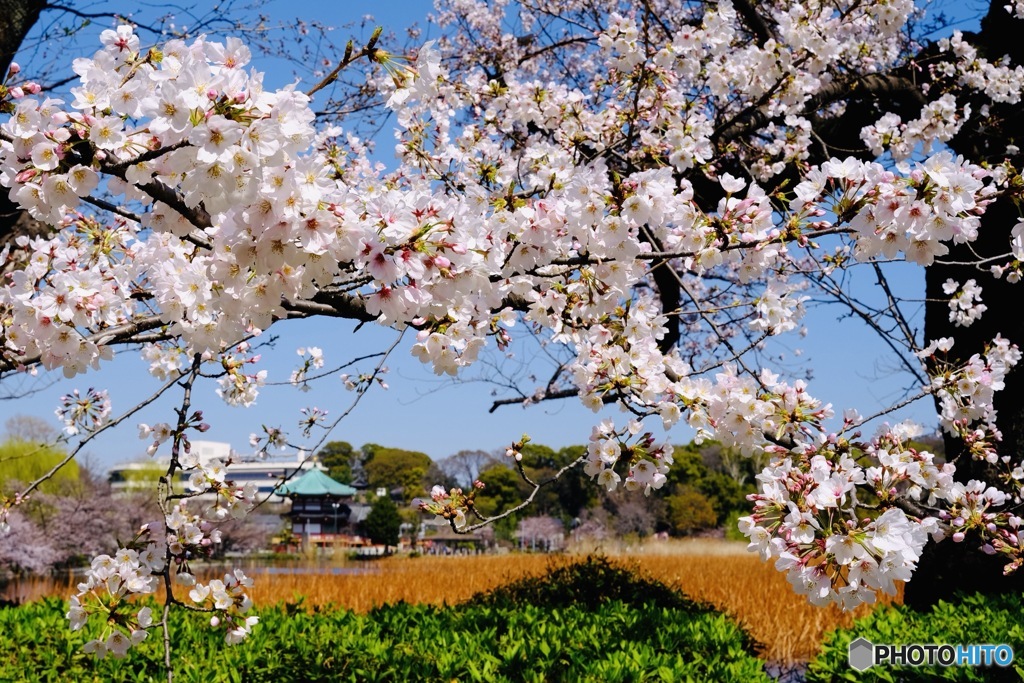 SAKURA③