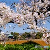 SAKURA③