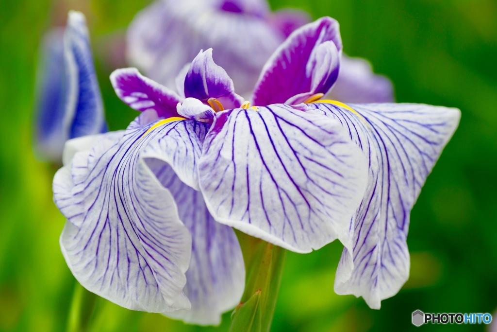 水無月 花菖蒲 Ⅳ