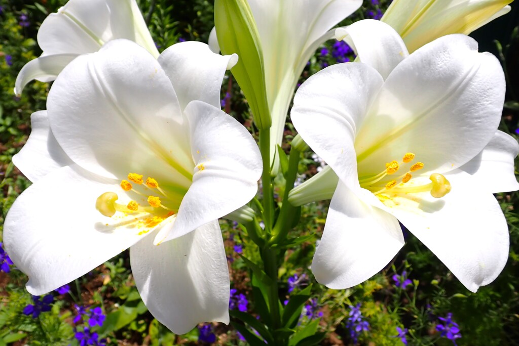 Lilly